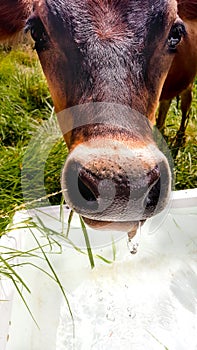 Cow drinking water with drips