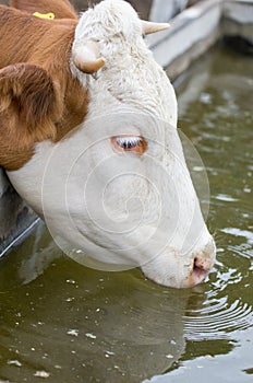 Cow drinking water