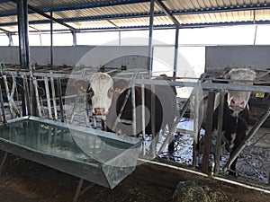 Una vaca bebiendo Agua sobre el granero 