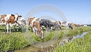 Cow drinking water, head down, a herd on the bank of the creek, rustic country scene