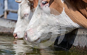 Cow drinking water on ranch