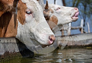 Cow drinking water on ranch