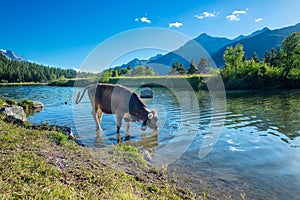 Cow drinks in a mountain lake