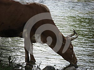 A cow drinks water river.