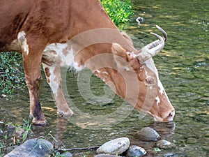 A cow drinks water river. Thirsty young black-and white cow drinks water from the mountain river
