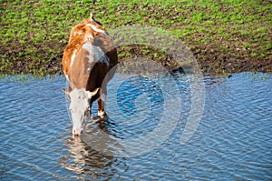 Cow drinks water at watering place