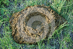 Cow dung