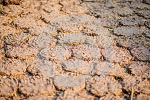 Cow Dung Cakes