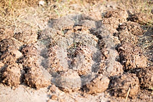 Cow Dung Cakes and Breads