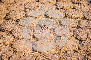 Cow Dung Cakes and Breads dried to use as a natural fuel