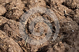 Cow Dung Cakes and Breads dried to use as a natural fuel