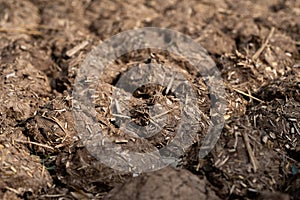 Cow Dung Cakes and Breads dried to use as a natural fuel