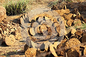 Cow dung cakes