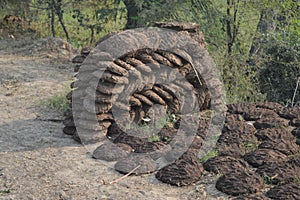 Cow dung cakes