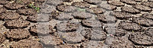 Cow dung cakes popularly from Gujarat