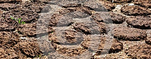 Cow dung cakes popularly from Gujarat