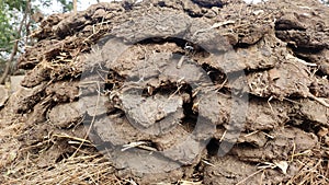 Dry cow dung cakes Thepadi for burning fire