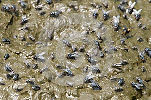 Cow dung covered by fly