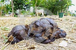 Cow dung with cow