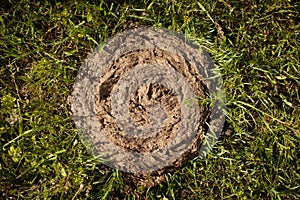 Cow dung lying on the grass