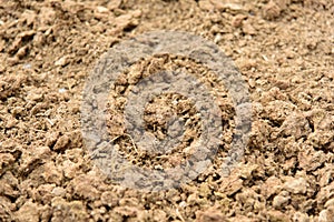 the Cow dung before make the manure