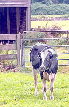 Cow on the Dutch fields