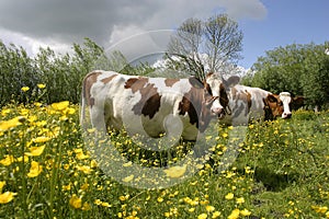 Cow in dutch landscape 1 photo