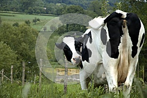 Cow in the Dutch mountains