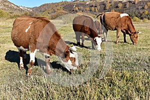 The cow eat grass on the grassland in autumn