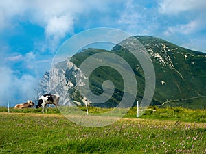 Una mucca mangiare erba sul da prato verde un elettricità il cavo 