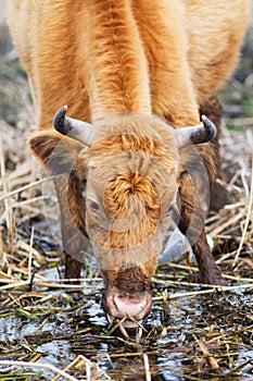 Cow eating