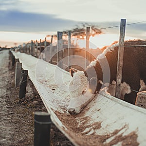 Cow eating in a corral in a field