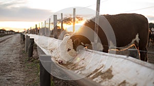 Cow eating in a corral in a field