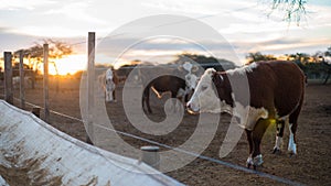 Cow eating in a corral in a field photo