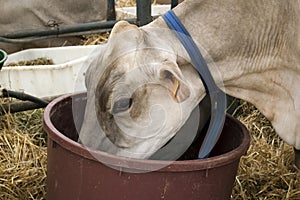 Cow eating feedstuff