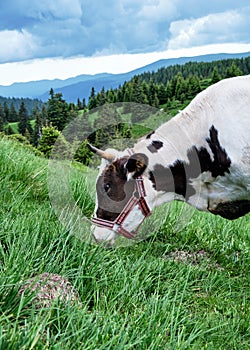 Cow eating fresh grass from the harts of mountains