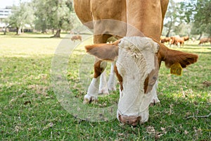 Cow Eating Grass