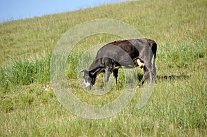 Una mucca mangiare erba 