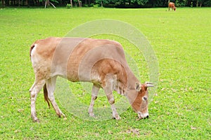 A cow is eating grass