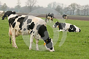 Cow eating grass