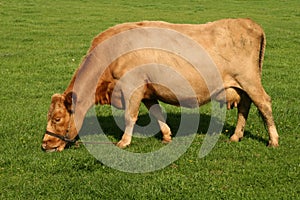 Cow eating grass