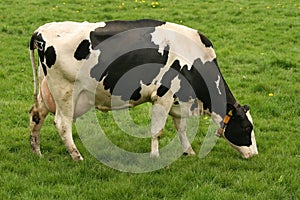 Cow eating grass