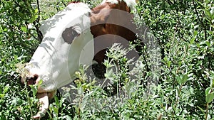 Cow eating grass on an alpine pasture