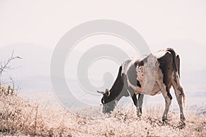 Cow Eating Grass In Autumn Pasture in foggy landscape in Georgia