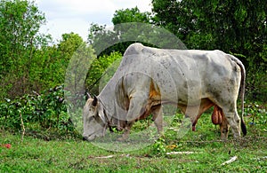 Cow eating grass