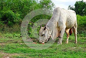 Cow eating grass