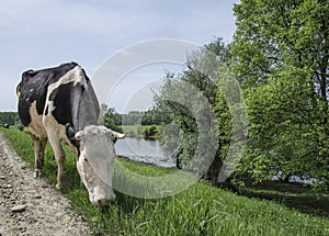 Cow eating grass