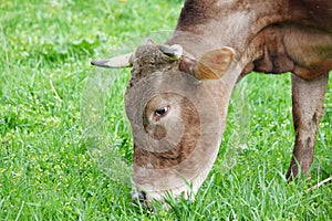 Cow eating grass