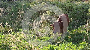 Cow eating grass at Don Duong district, Lam province, Vietnam