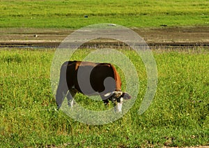 A cow is eating grass in a farm